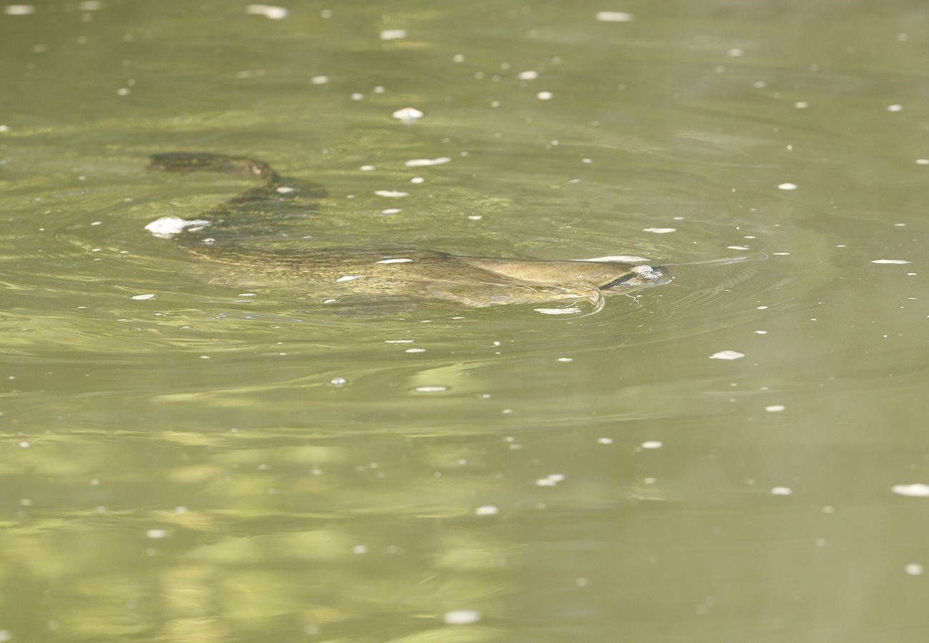 photo-animaliere-1