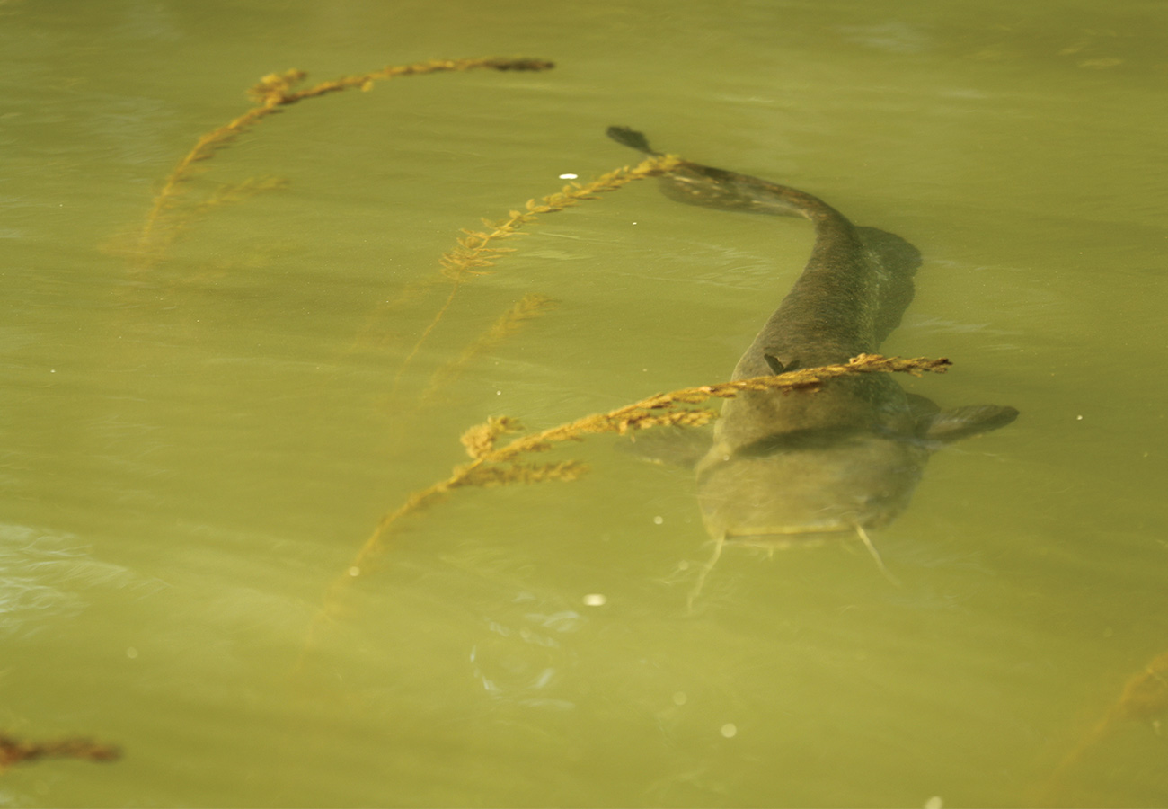 photo-animaliere-4