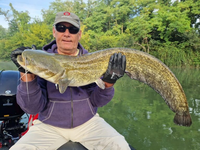 grande peche au silure sur le tarn (2)
