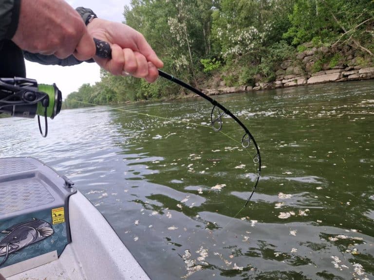 record de peche au silure pour francois (3)