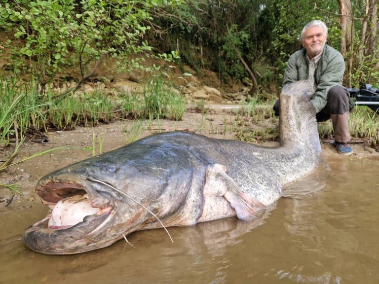 record de peche au silure pour francois (4)